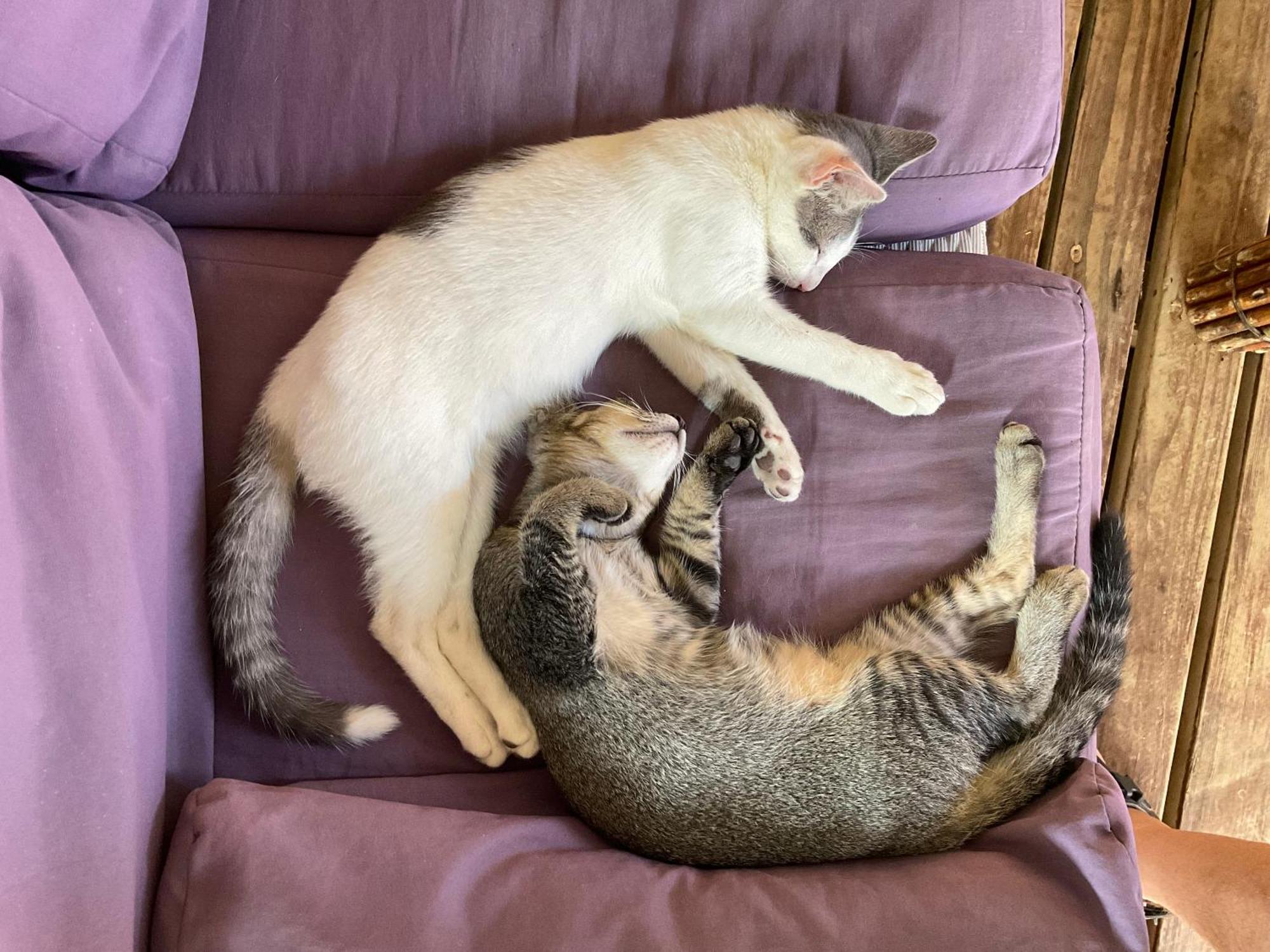 Vahaui Paradis Avatoru Bagian luar foto